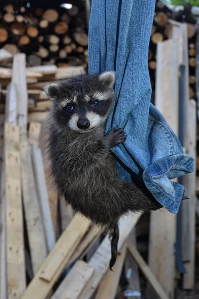 Racoon dítě visí na džíny — Stock fotografie