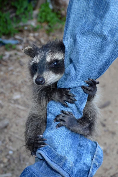 A sweet  racoon - baby hangs on jeans — Stock Photo, Image