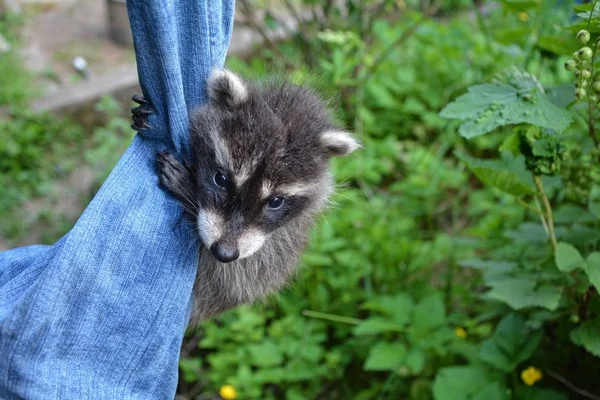 A small racoon - baby hangs on jeans — Stock Photo, Image