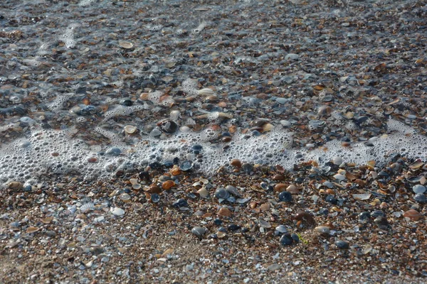 Много мокрых раковин на песчаном пляже — стоковое фото