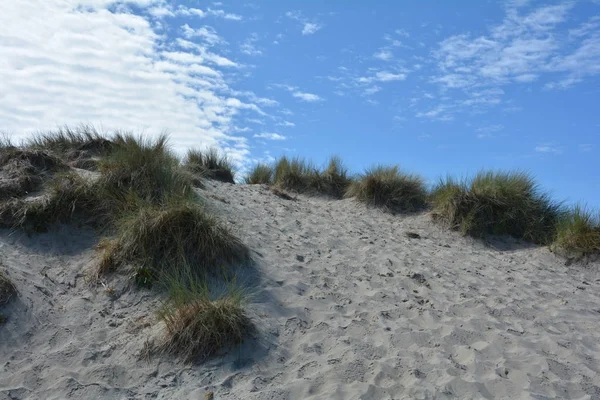 Avena di spiaggia nelle dune sabbiose sulla costa del Mare del Nord — Foto Stock