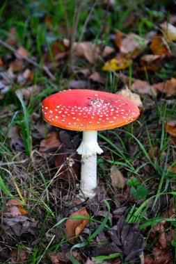 Ormanda Uçan Amanita Muscaria 
