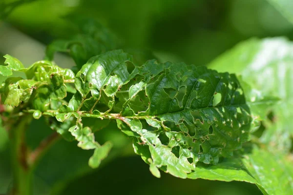 Повреждения от насекомых на зеленых листьях — стоковое фото