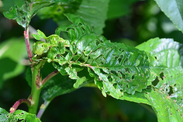 Damage from insects on green leaves of a cherry tree — Stock Photo, Image