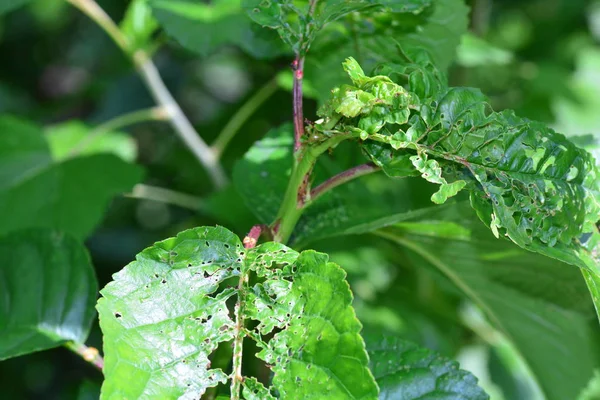 Зеленые листья с повреждениями от насекомых вишневого дерева — стоковое фото