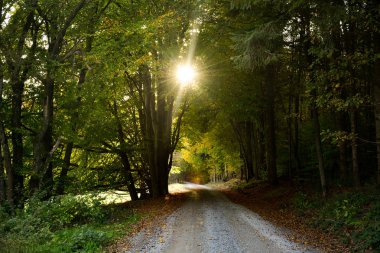 Güneş ağaçların arasından parlıyor, ormanın içinden geçen bir patikayla.