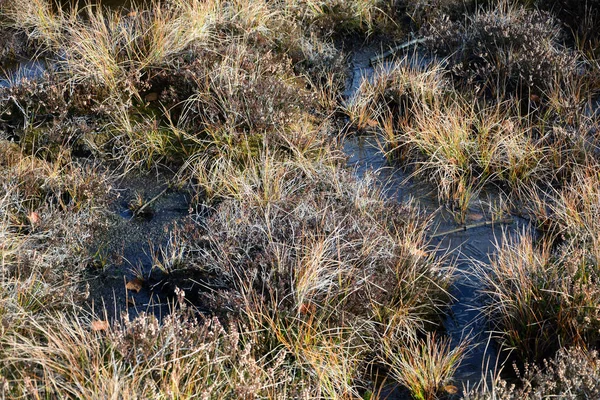 Mooraugen im schwarzen Moor im Hochröhn — Stockfoto