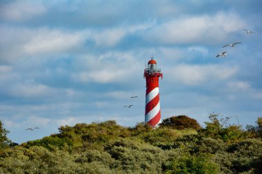 Hollanda 'da martıları olan bir deniz feneri.