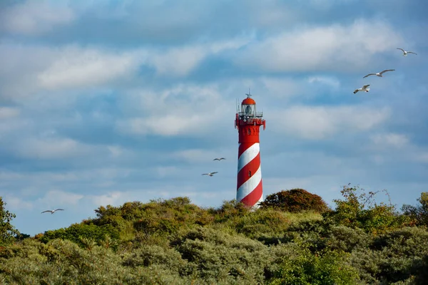 Hollanda 'da martıları olan bir deniz feneri.