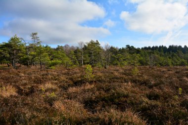 Rohn 'daki siyah bozkır, Bavyera, Almanya, Mağripli gözleriyle sonbaharda