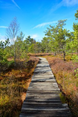 Rohn, Bavyera, Almanya 'daki kara bataklık kırlarında tahta patika
