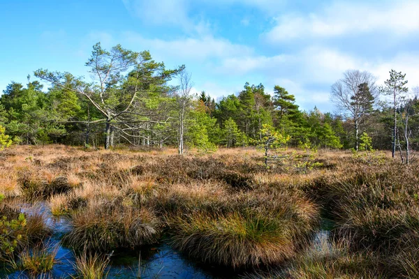 La lande noire dans le Rh Xon, Bavière, Allemagne, à l'automne avec les yeux de Maure — Photo