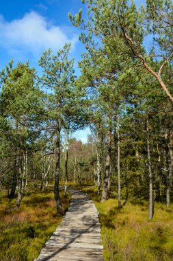 Sonbaharda, Bavyera, Almanya 'da, bataklık kırlarında, güneş ışığındaki ahşap patika. 