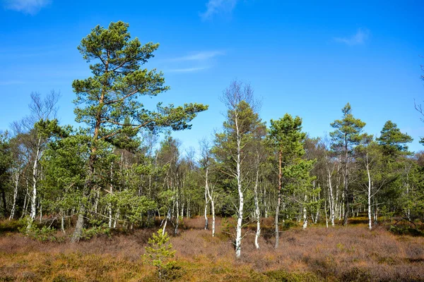 Birch in the black moor in the Rh presidentn, Germany — стоковое фото