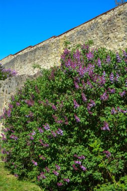Eski kale duvarının önündeki mor leylak çalısı.