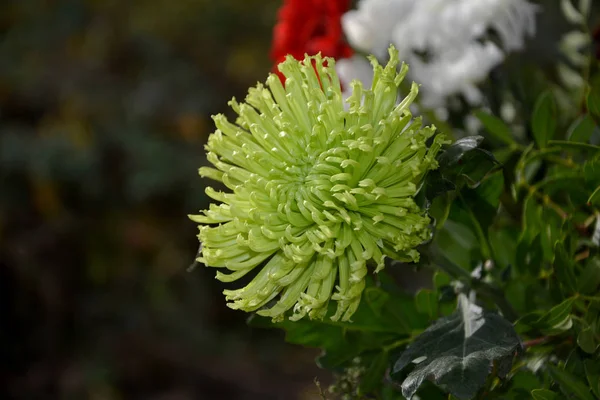 One green bloom from the side with darker background — Stock Photo, Image