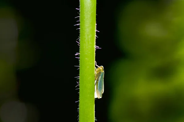 Bulrush cicada in backlight on stalk in green nature — Stock Photo, Image