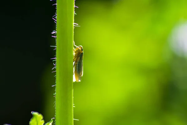 Una cicala in retroilluminazione su stelo nella natura verde — Foto Stock