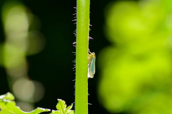 在绿色自然的茎上背光的蝉 — 图库照片