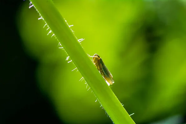 Beautiful  cicada in backlight on stalk in green nature — 스톡 사진