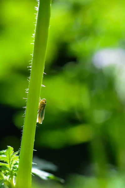 Bulrush цикада в подсветке на стебле в зеленой природе — стоковое фото