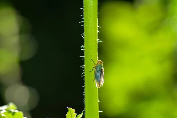 Bulrush cicada in backlight on stalk in green nature — 스톡 사진