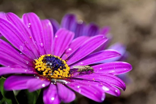 Moucha sedí na růžovém květu v přírodě — Stock fotografie