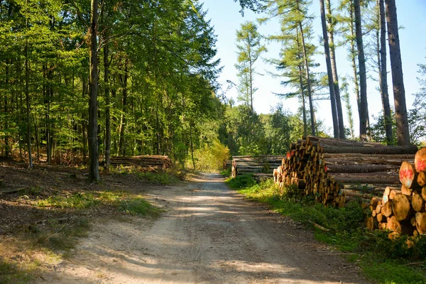 Caminho através de uma floresta com lenha empilhada — Fotografia de Stock