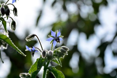 Blue borage flowers with a bee