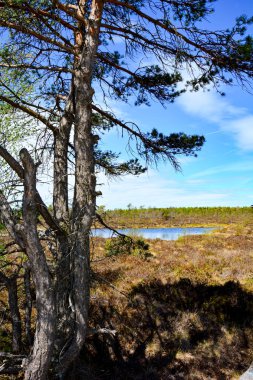 Mağripli gözler ve siyah bozkırda bir ağaç.