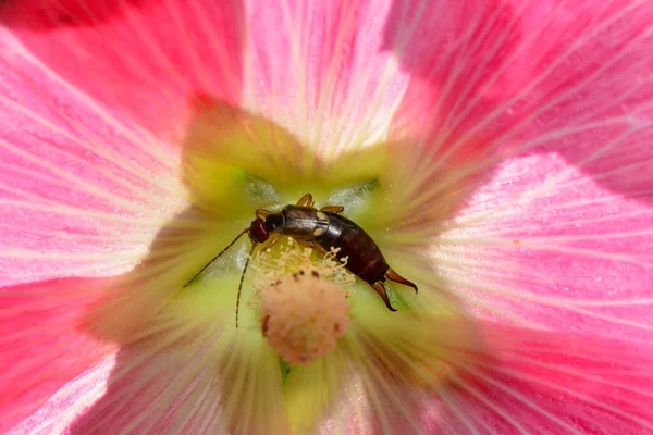 Earwig Dermaptera Pink Flower Copy Space — Stock Photo, Image