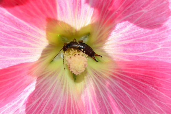 Earwig Dermaptera Pink Flower Copy Space — Stock Photo, Image