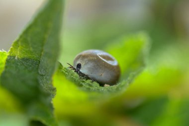 Kan emici ektoplaasitler, yeşil bir yaprağın üzerinde kana bulanmış bir keneye yaklaşıyorlar.