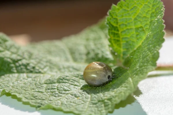 Ectoparasitas Sugadores Sangue Uma Carraça Embebida Sangue Uma Folha Verde — Fotografia de Stock