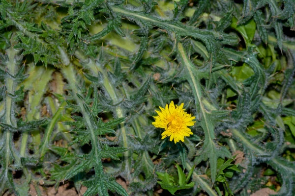 Uma Flor Dente Leão Amarela Entre Muitas Folhas Verdes — Fotografia de Stock