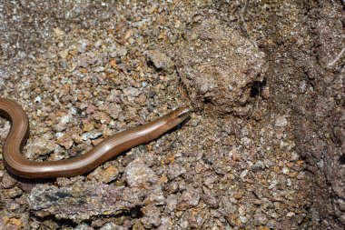 Yerde bir kahverengi kör solucan (Anguis fragilis) parçası