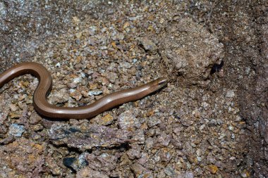 Yerde kahverengi bir kör solucan (Anguis fragilis)