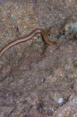Yerde bir sürü kopya alanı olan kahverengi bir kör solucan (Anguis fragilis)