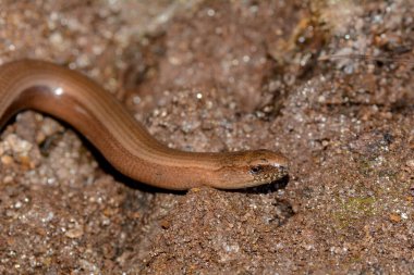 Başında kahverengi bir kör solucan (Anguis fragilis) var.
