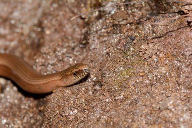 Başında kahverengi bir kör solucan (Anguis fragilis) var.