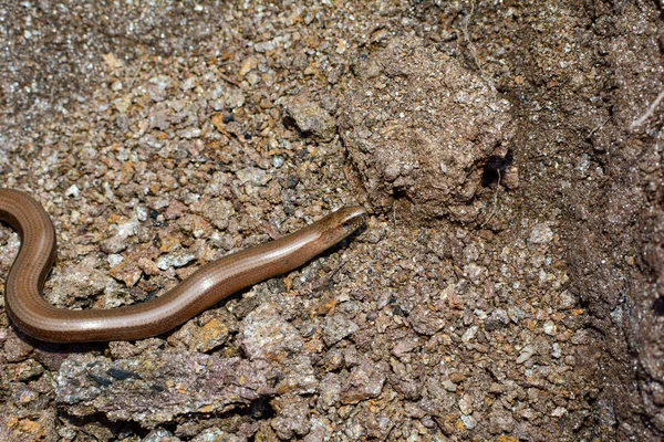 Yerde bir kahverengi kör solucan (Anguis fragilis) parçası