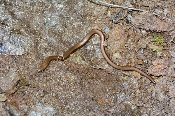 Yerde uzun kahverengi bir kör solucan (Anguis fragilis)