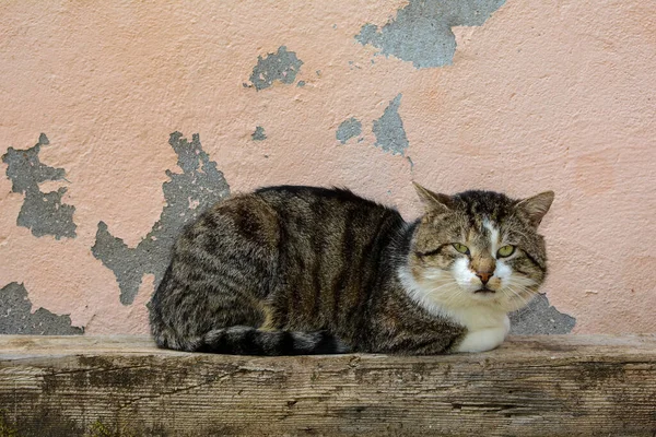 Cat Egy Fából Készült Gerendán Pihen Egy Régi Fal Előtt — Stock Fotó