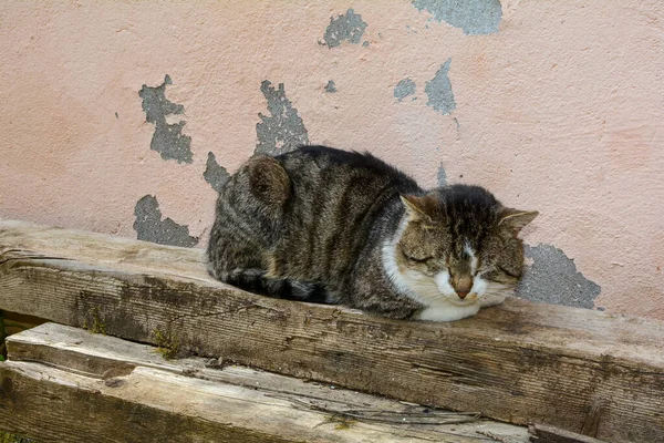 Cat Appoggiato Una Trave Legno Davanti Una Vecchia Parete Sta — Foto Stock