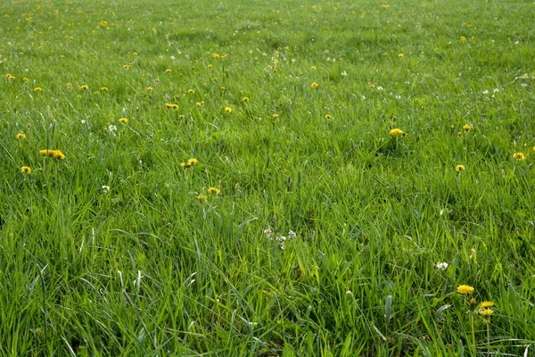 Flower Meadow Spring Green Meadow Yellow Dandelions — Stock Photo, Image