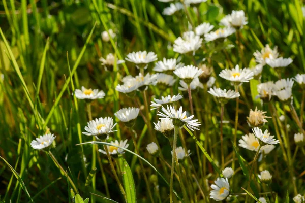 Many daisies on a  green meadow in nature