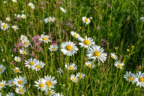 Many daisies on a green meadow in nature