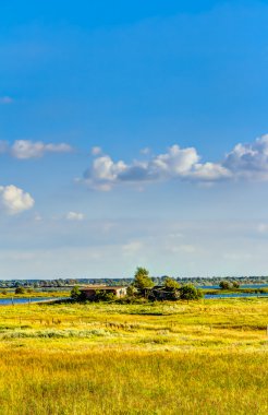 Sarı yağ çekirdeği tecavüz sahası