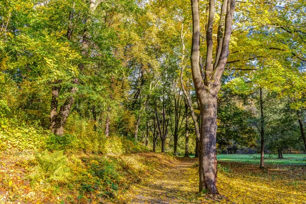 Sonbahar orman manzarası — Stok fotoğraf