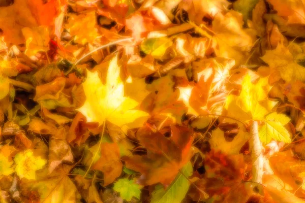 Fundo borrado de folhas de bordo em um cenário de floresta de outono — Fotografia de Stock